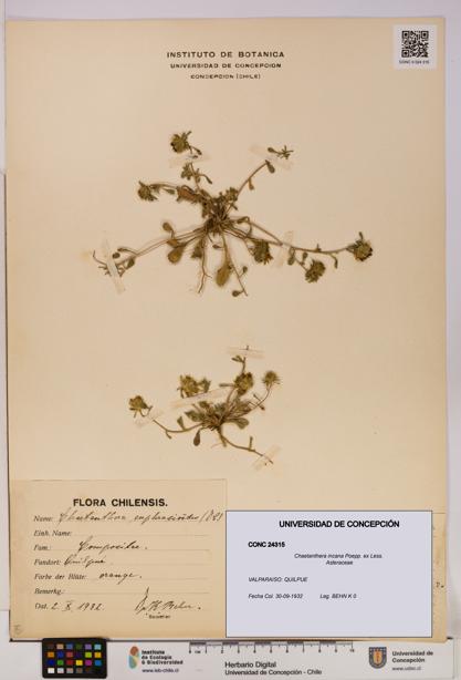 Chaetanthera incana [Espécimen: UDEC:CONC:0024315]