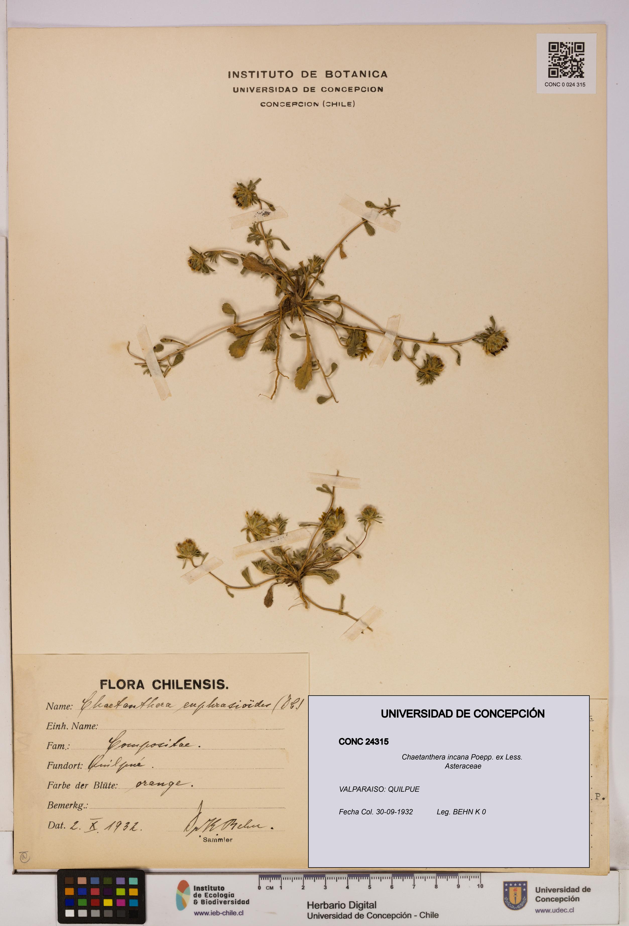 Chaetanthera incana [Espécimen: UDEC:CONC:0024315]