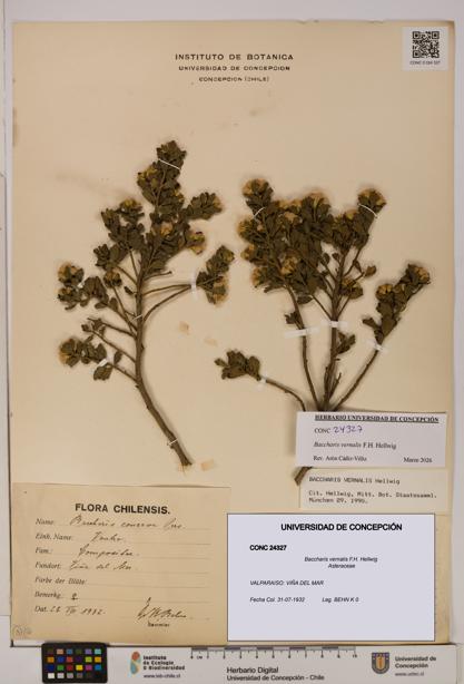 Baccharis vernalis [Espécimen: UDEC:CONC:0024327]