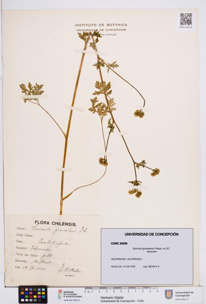Sanicula graveolens [Espécimen: ]
