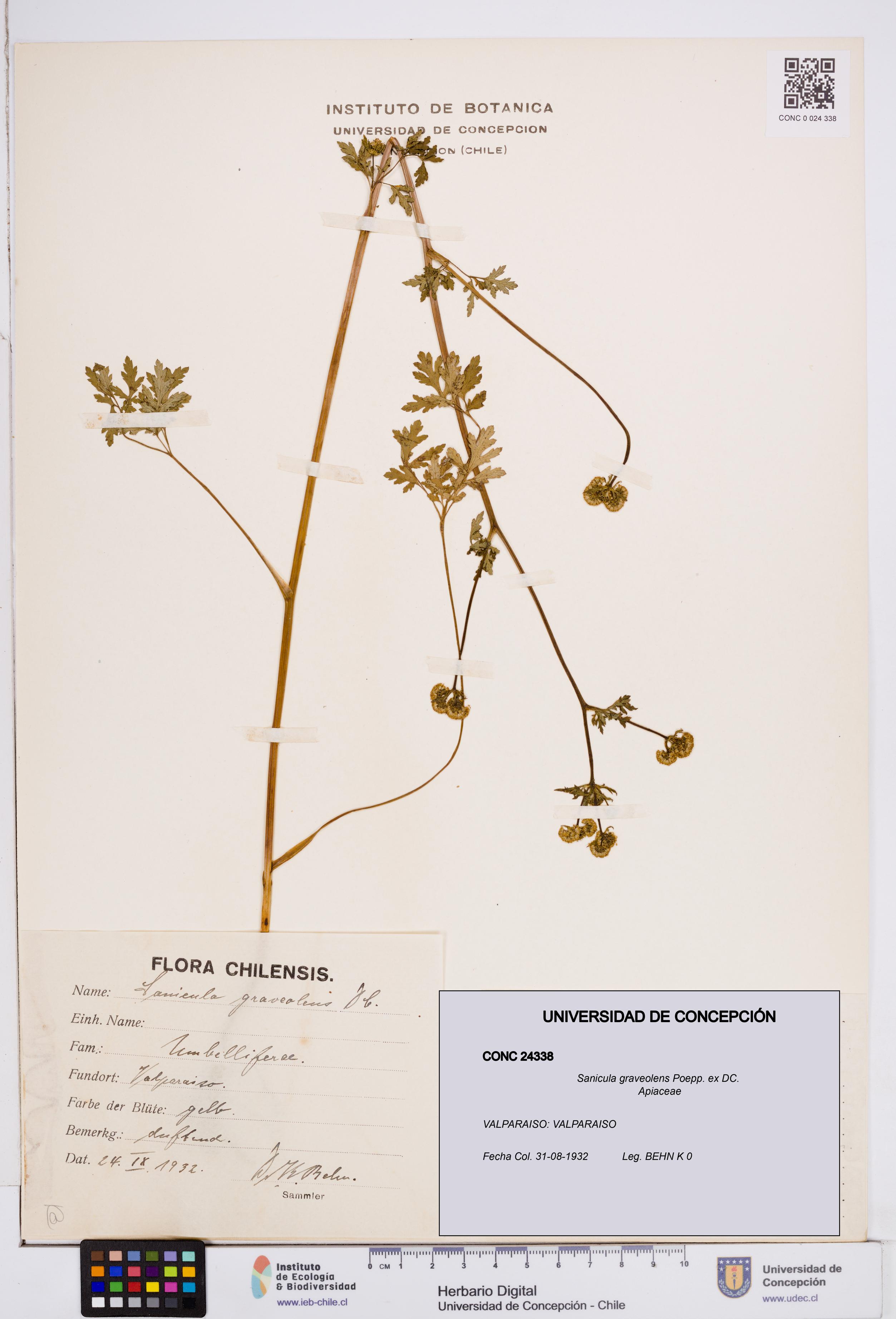 Sanicula graveolens [Espécimen: ]
