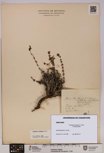Frankenia chilensis [Espécimen: UDEC:CONC:0024347]