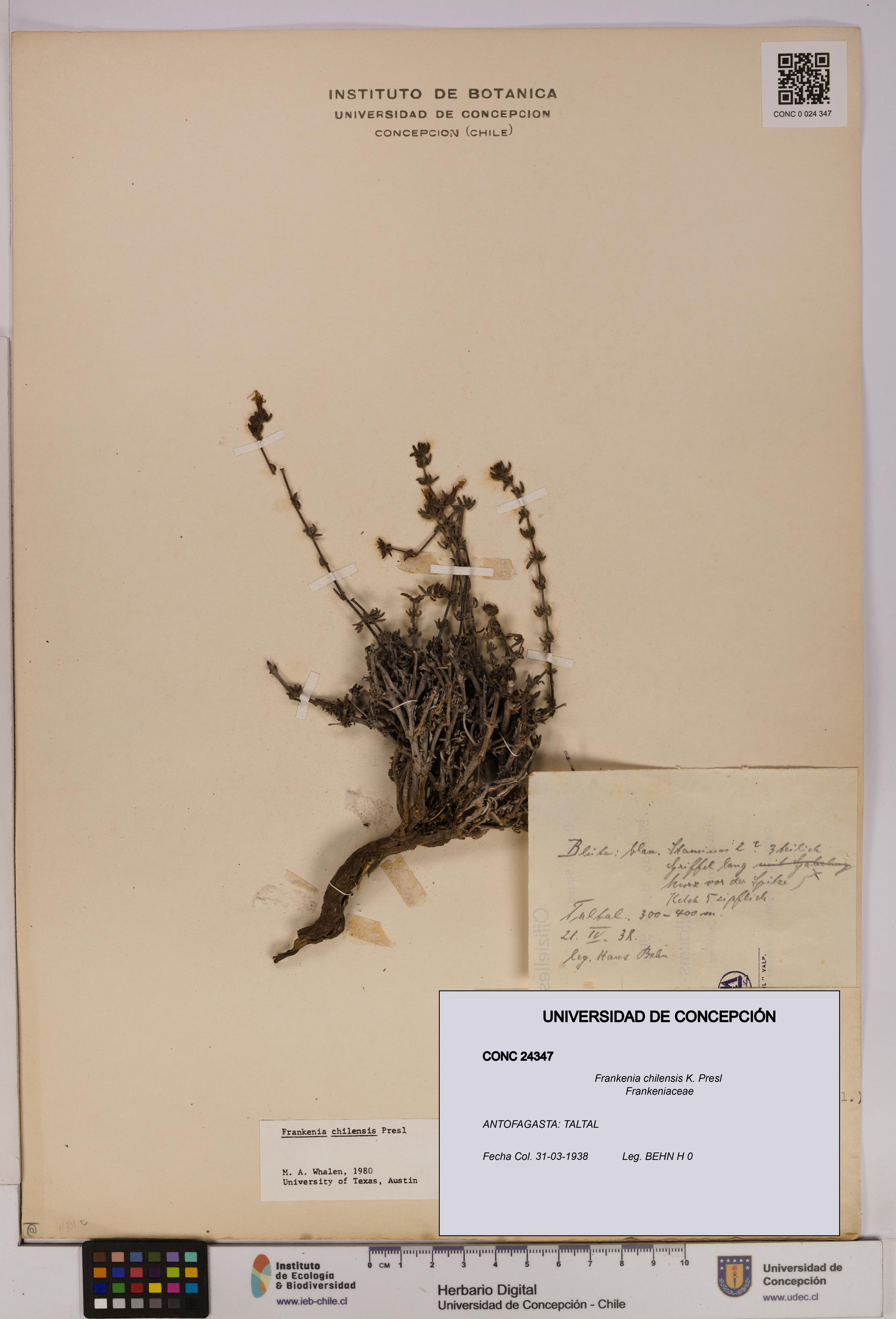 Frankenia chilensis [Espécimen: UDEC:CONC:0024347]