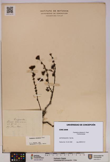 Frankenia chilensis [Espécimen: UDEC:CONC:0024348]