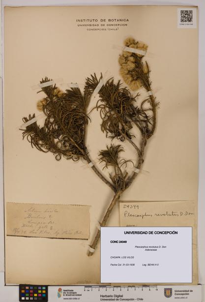 Pleocarphus revolutus [Espécimen: UDEC:CONC:0024349]