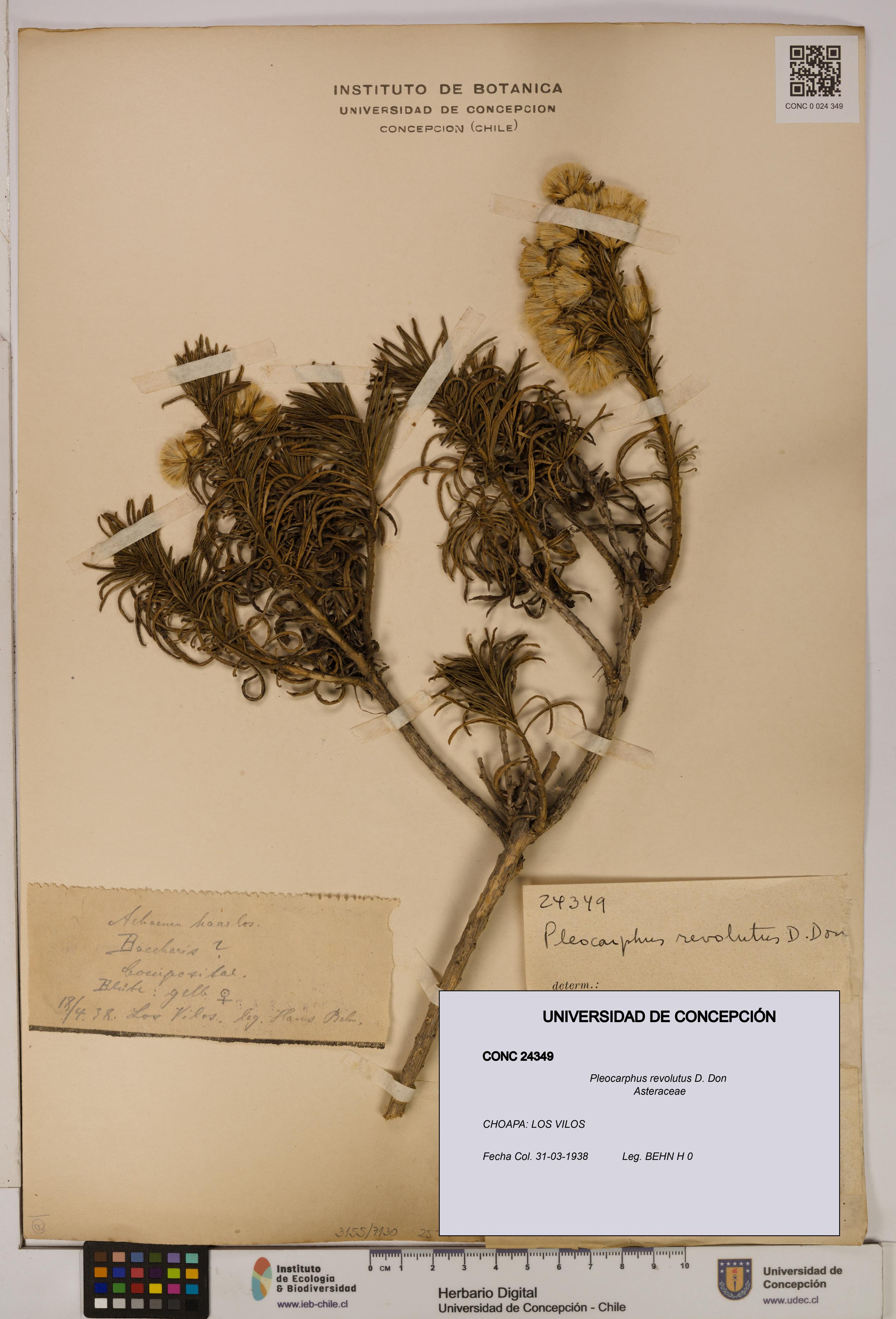 Pleocarphus revolutus [Espécimen: UDEC:CONC:0024349]