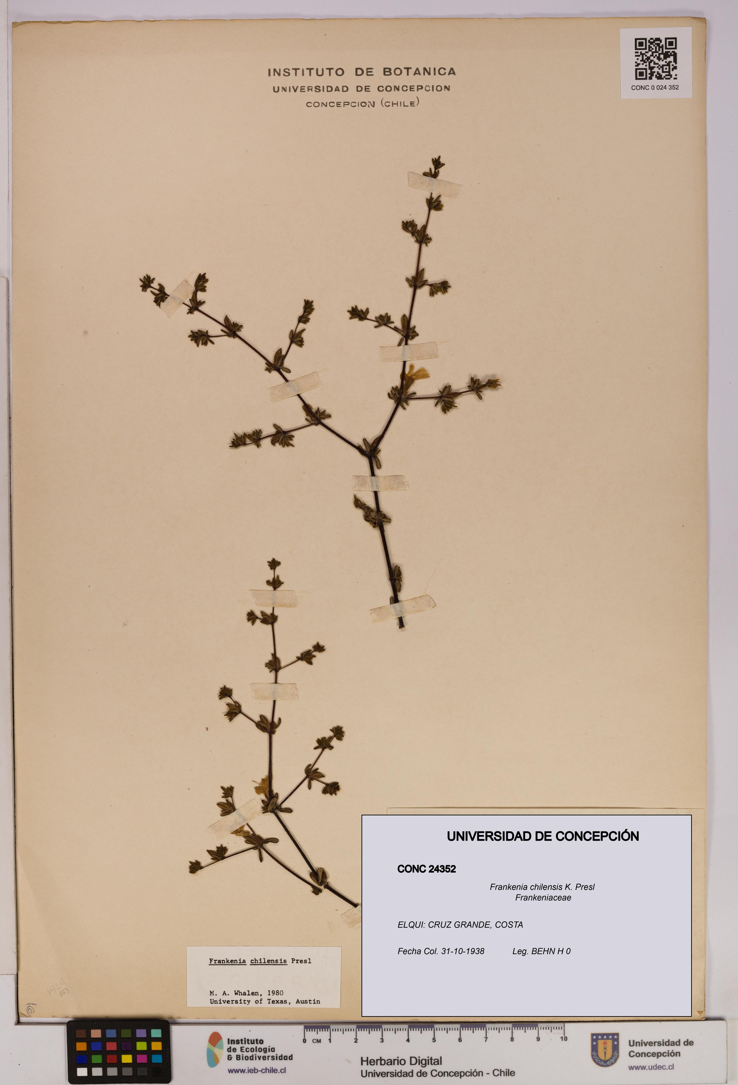 Frankenia chilensis [Espécimen: UDEC:CONC:0024352]