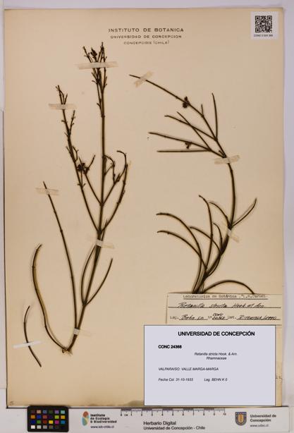 Retanilla stricta [Espécimen: UDEC:CONC:0024368]