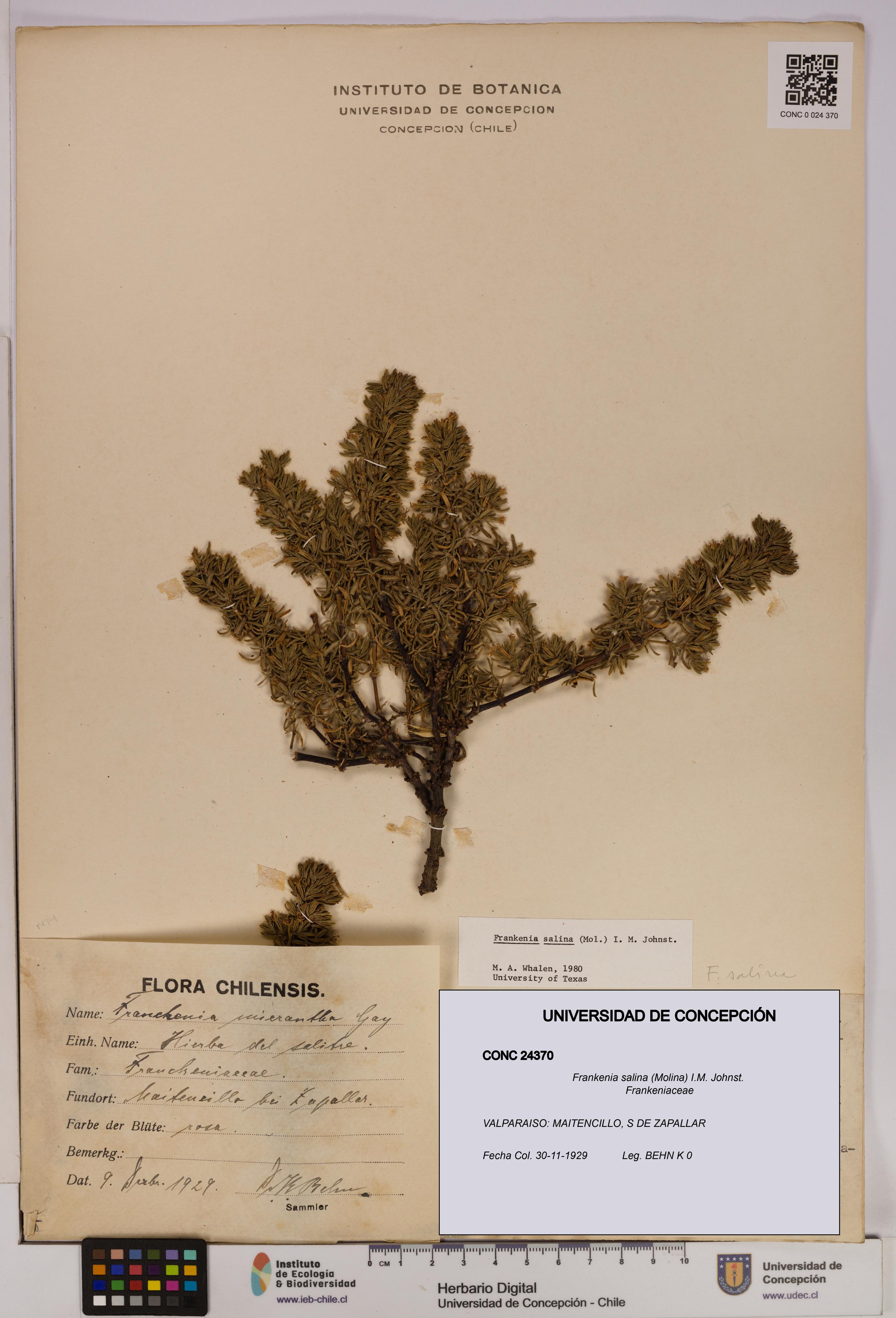 Frankenia salina [Espécimen: UDEC:CONC:0024370]