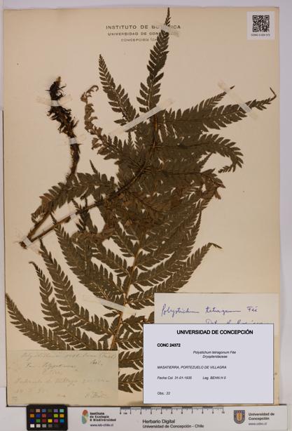 Polystichum tetragonum [Espécimen: UDEC:CONC:0024372]