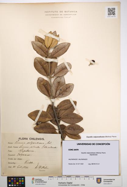 Gayella valparadisaea [Espécimen: UDEC:CONC:0024378]