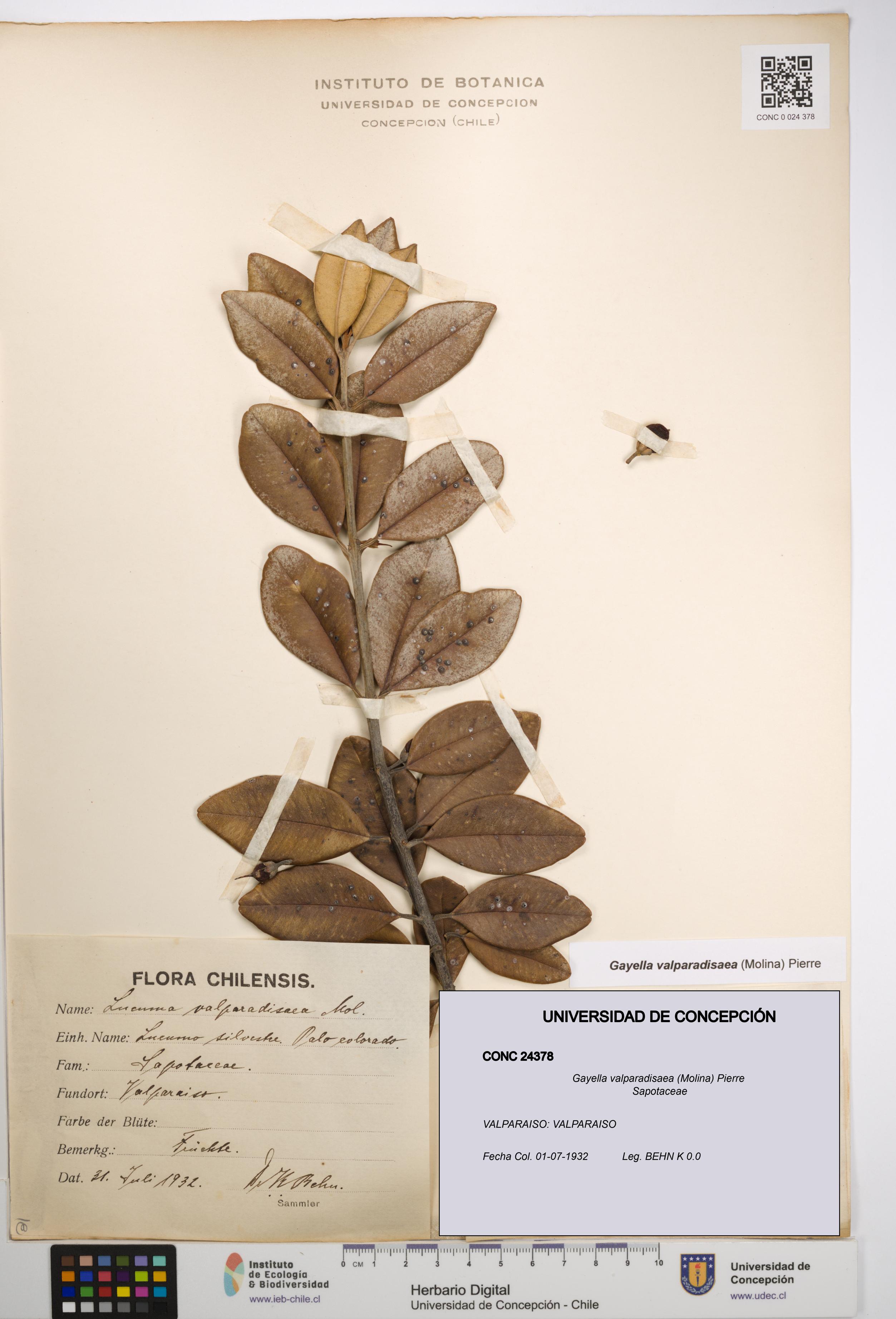 Gayella valparadisaea [Espécimen: UDEC:CONC:0024378]