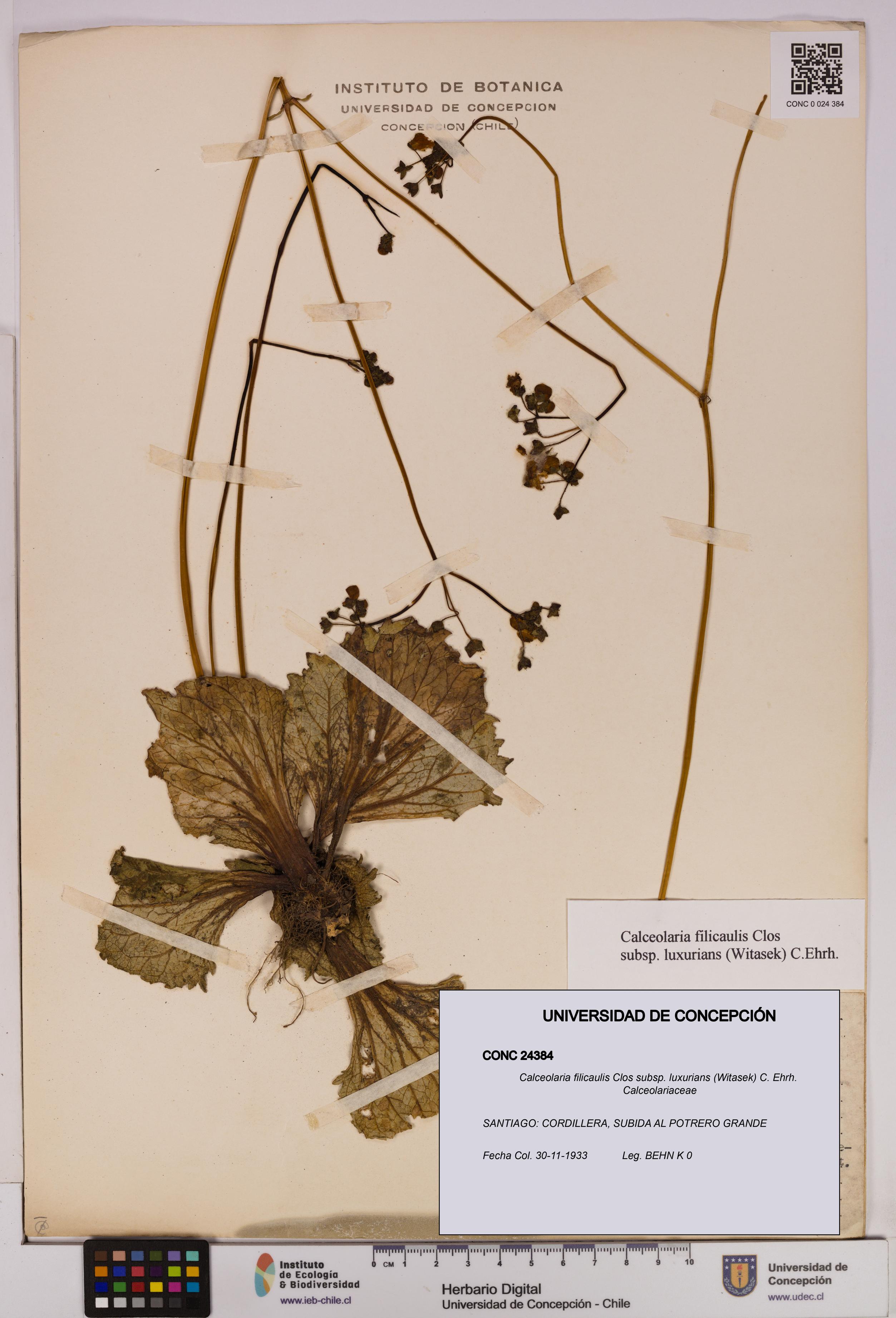 Calceolaria filicaulis [Espécimen: UDEC:CONC:0024384]