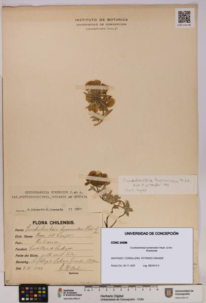 Cruckshanksia hymenodon [Espécimen: UDEC:CONC:0024386]