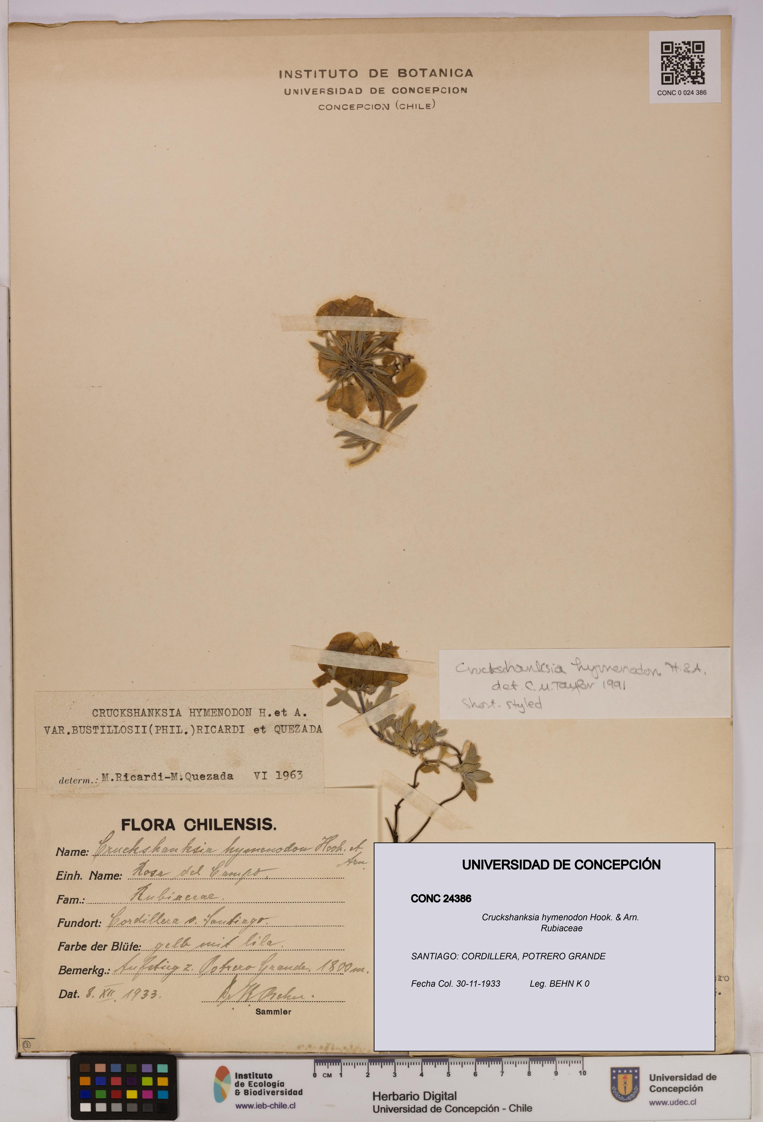 Cruckshanksia hymenodon [Espécimen: UDEC:CONC:0024386]