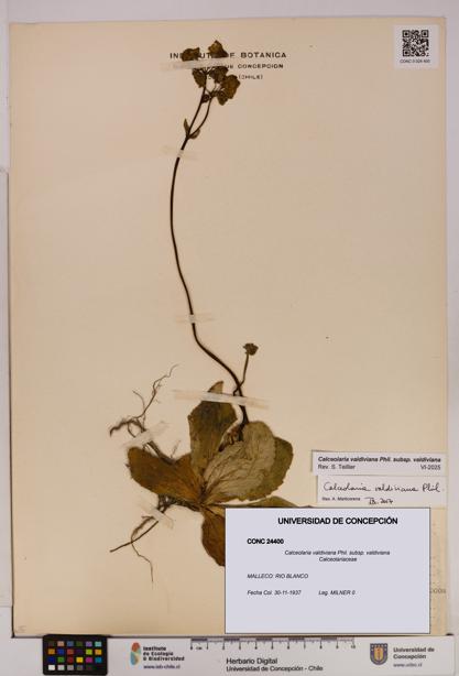 Calceolaria valdiviana subsp. valdiviana [Espécimen: UDEC:CONC:0024400]