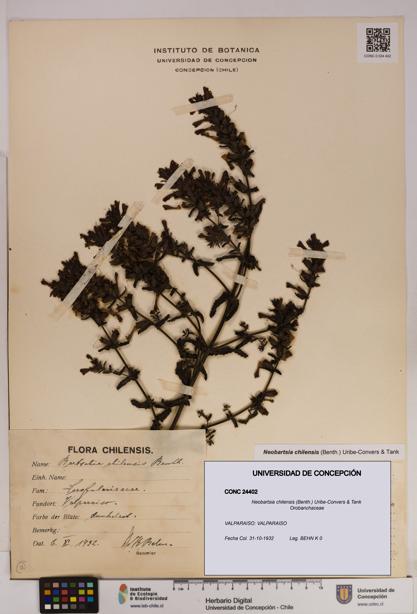 Neobartsia chilensis [Espécimen: UDEC:CONC:0024402]