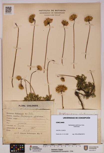 Haplopappus glutinosus [Espécimen: UDEC:CONC:0024403]