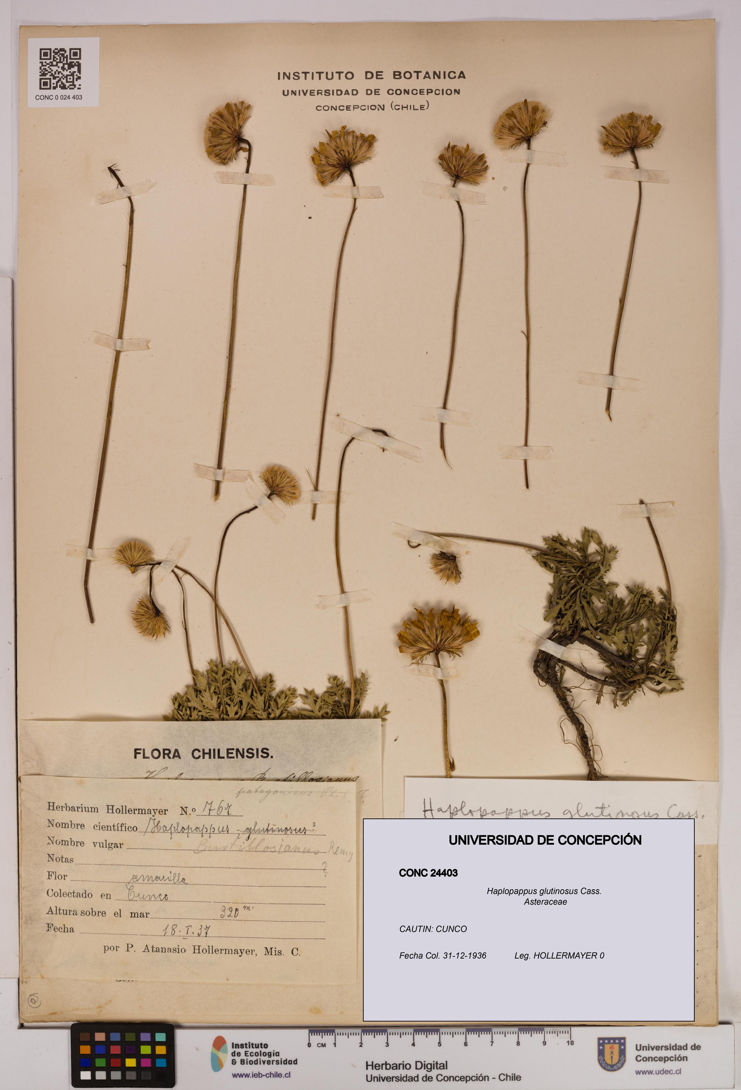 Haplopappus glutinosus [Espécimen: UDEC:CONC:0024403]