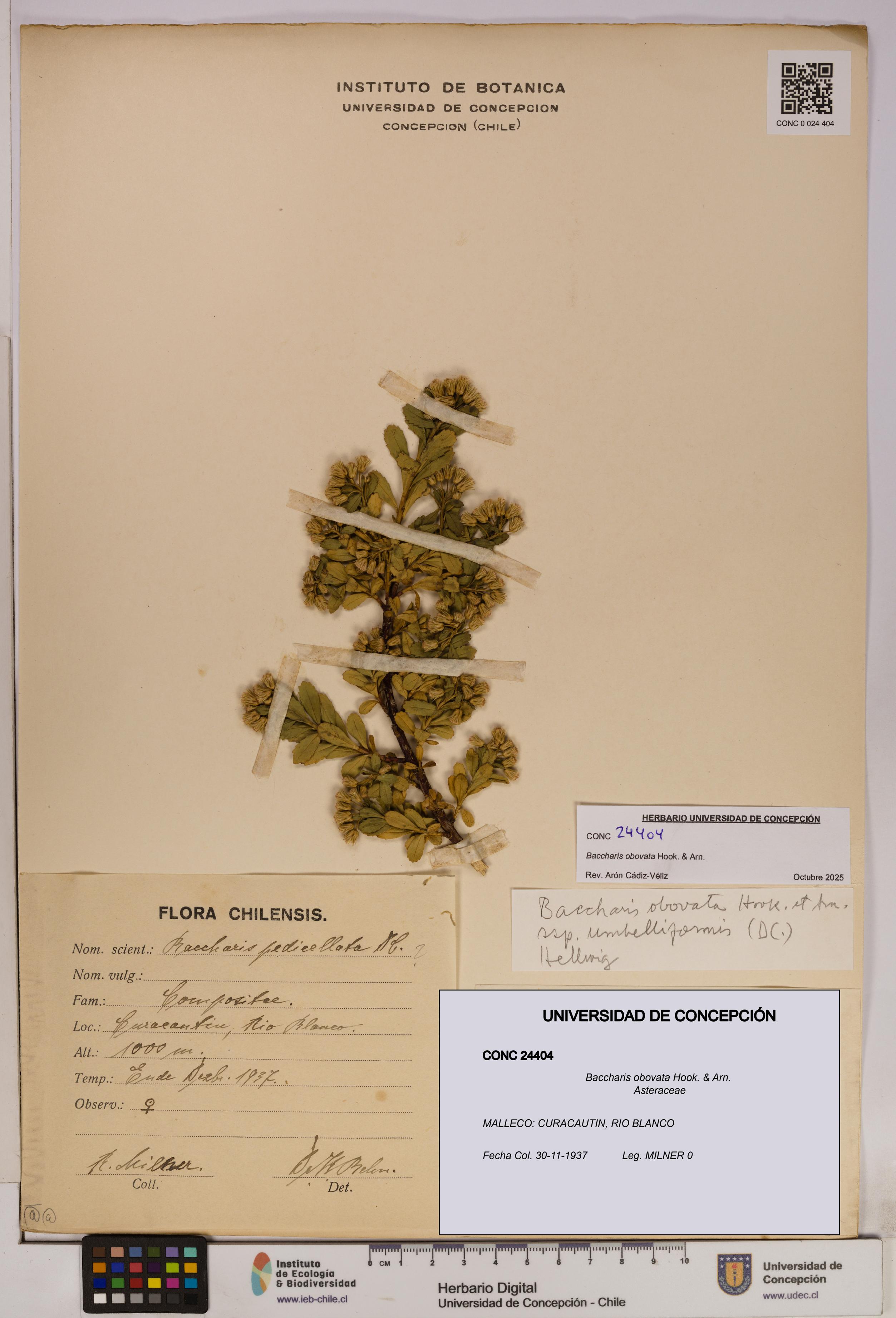 Baccharis obovata [Espécimen: UDEC:CONC:0024404]