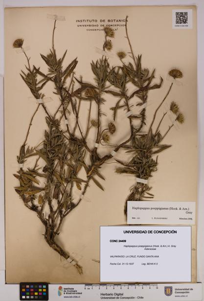 Haplopappus poeppigianus [Espécimen: UDEC:CONC:0024409]