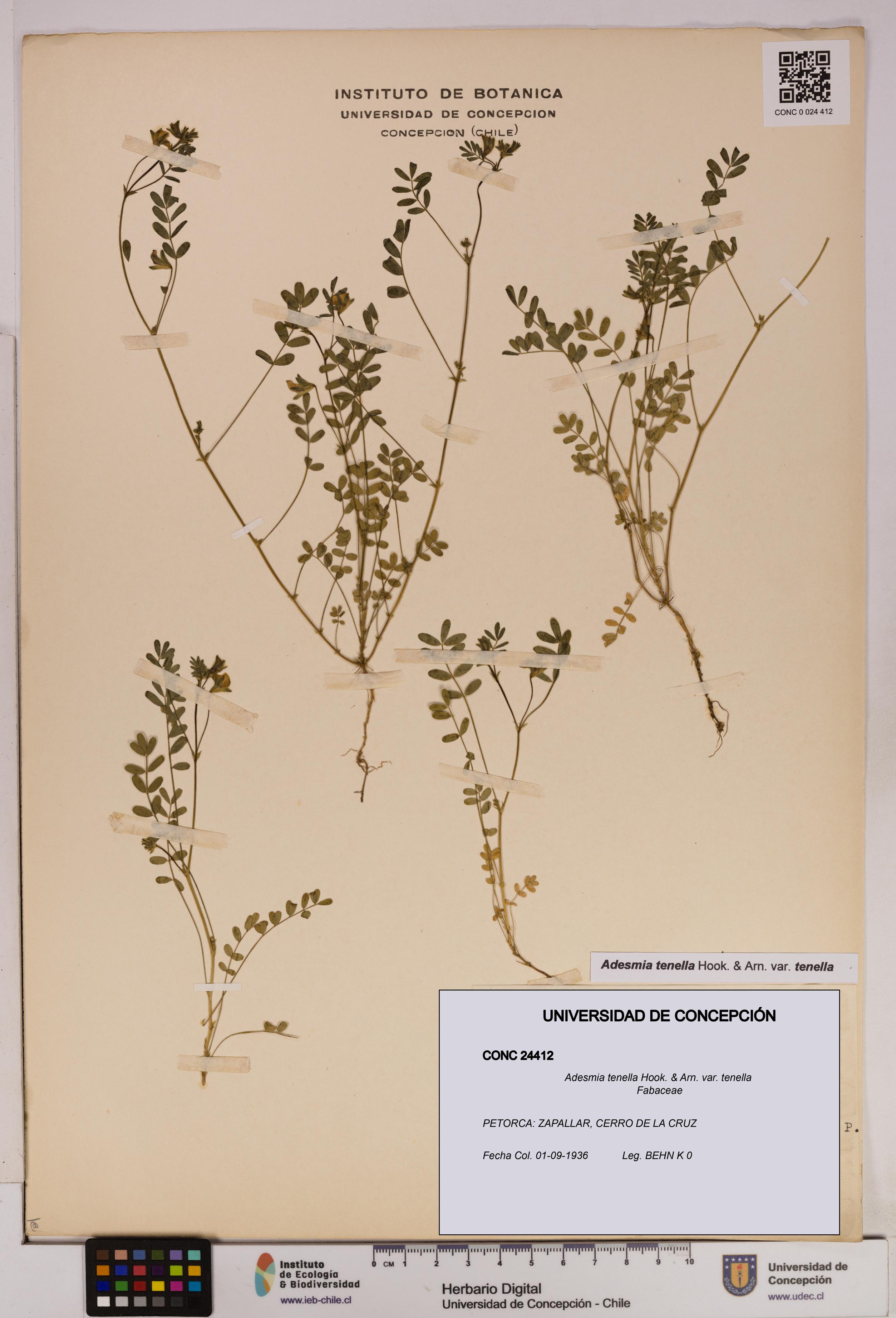Adesmia tenella var. tenella [Espécimen: UDEC:CONC:0024412]