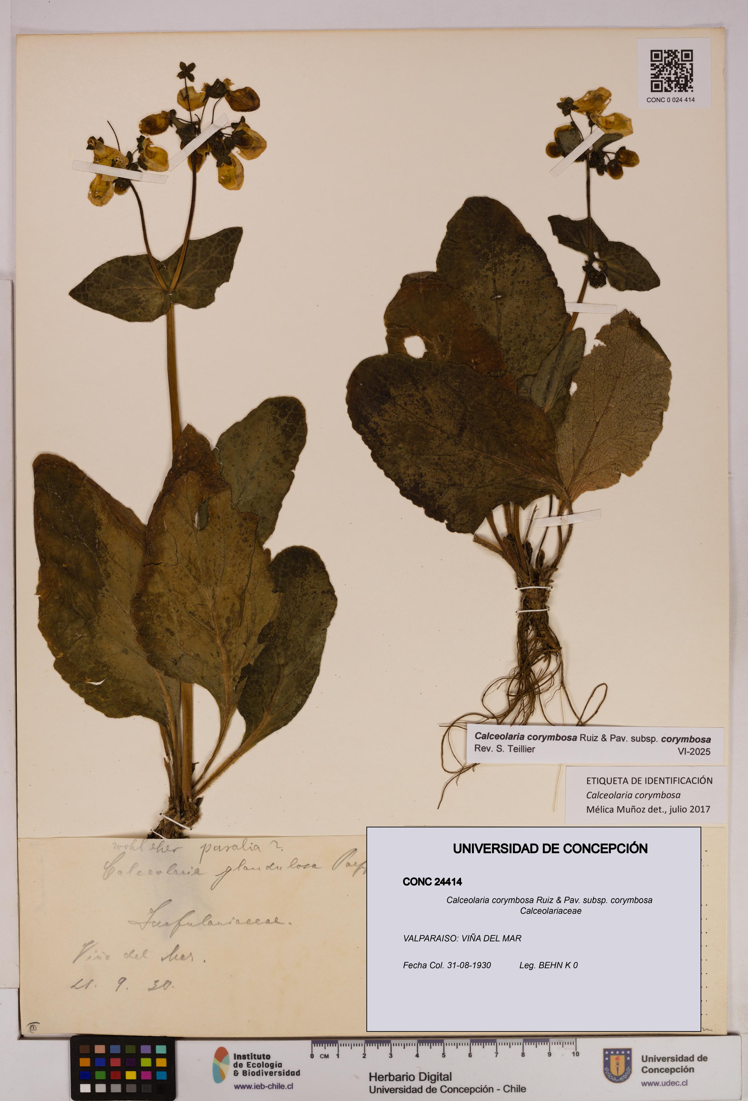 Calceolaria corymbosa [Espécimen: UDEC:CONC:0024414]