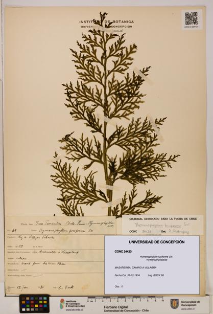 Hymenophyllum fuciforme [Espécimen: UDEC:CONC:0024423]