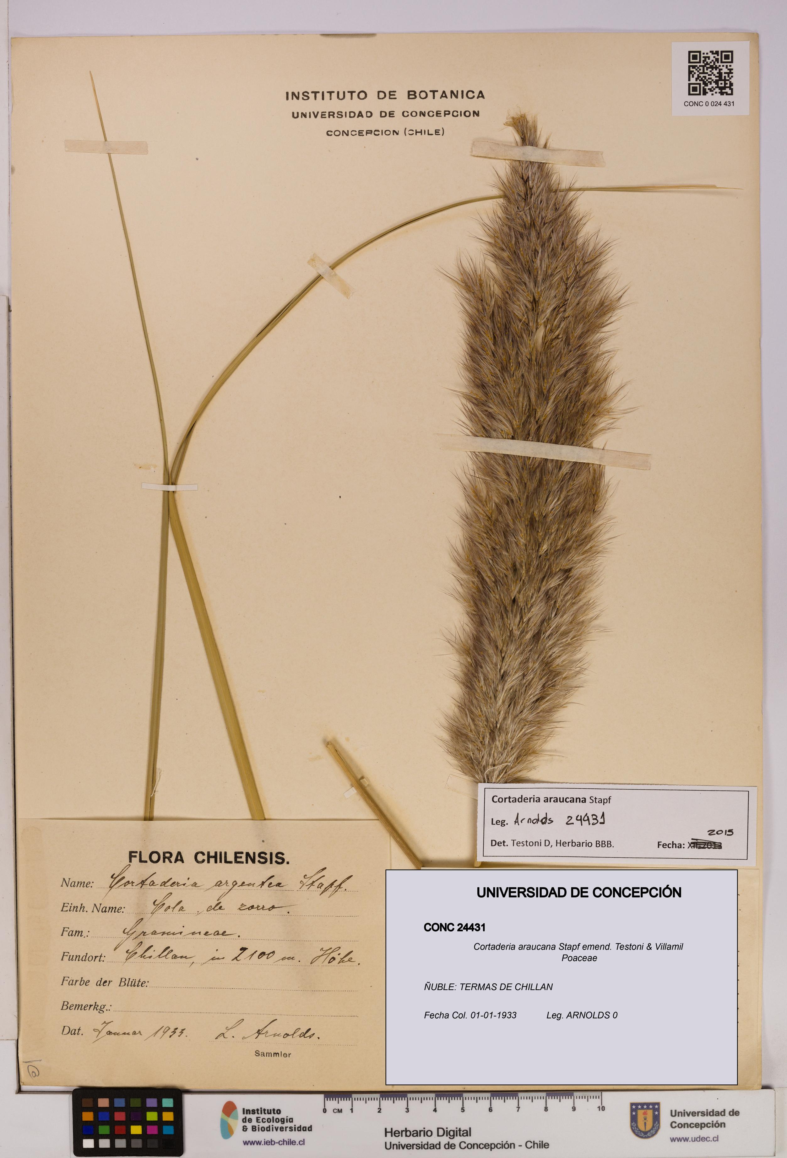 Cortaderia araucana [Espécimen: UDEC:CONC:0024431]
