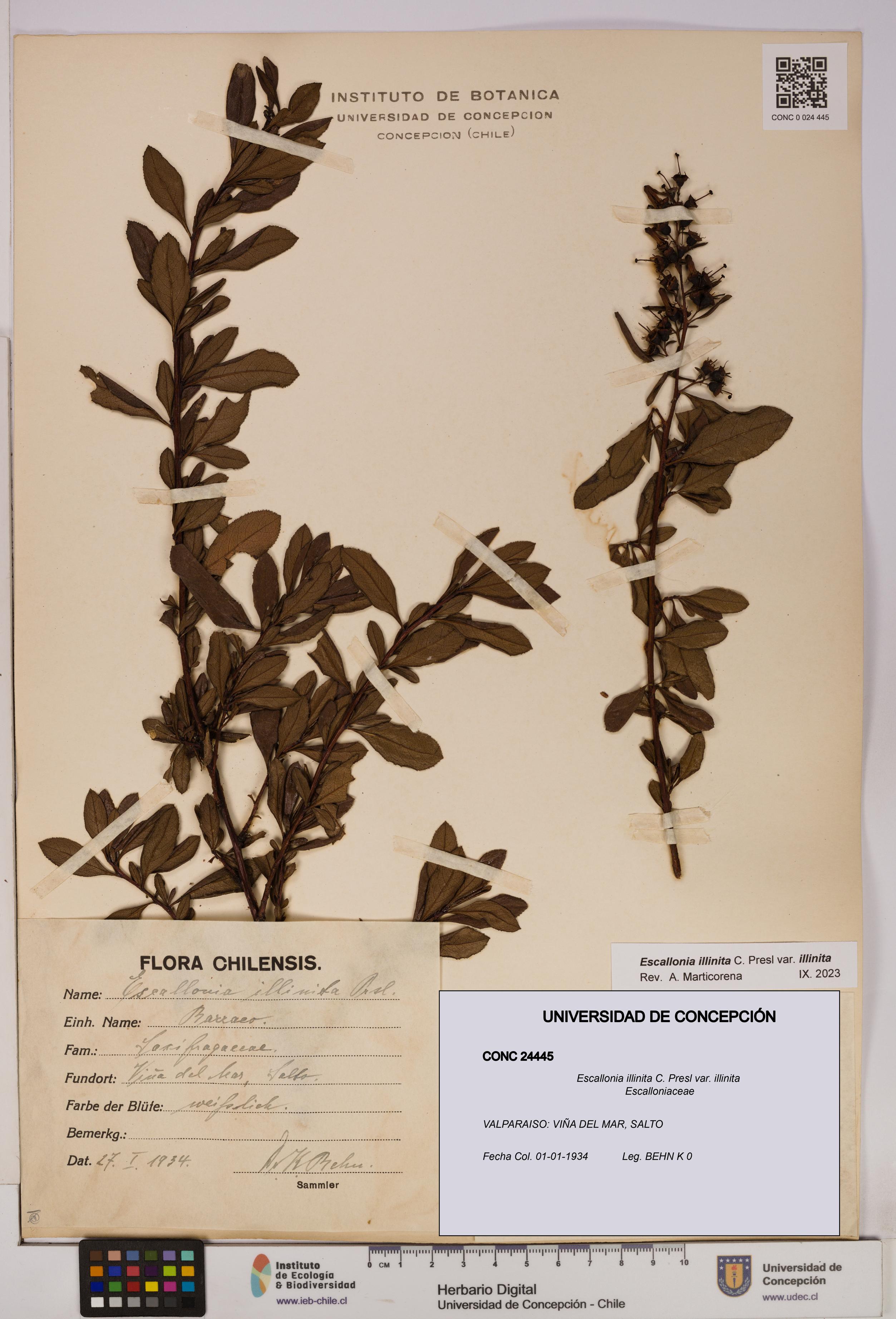 Escallonia illinita [Espécimen: UDEC:CONC:0024445]