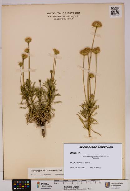 Haplopappus punctatus [Espécimen: UDEC:CONC:0024451]