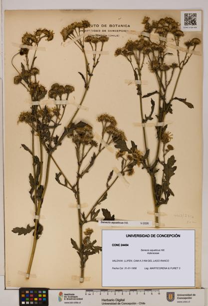 Senecio aquaticus [Espécimen: UDEC:CONC:0024454]