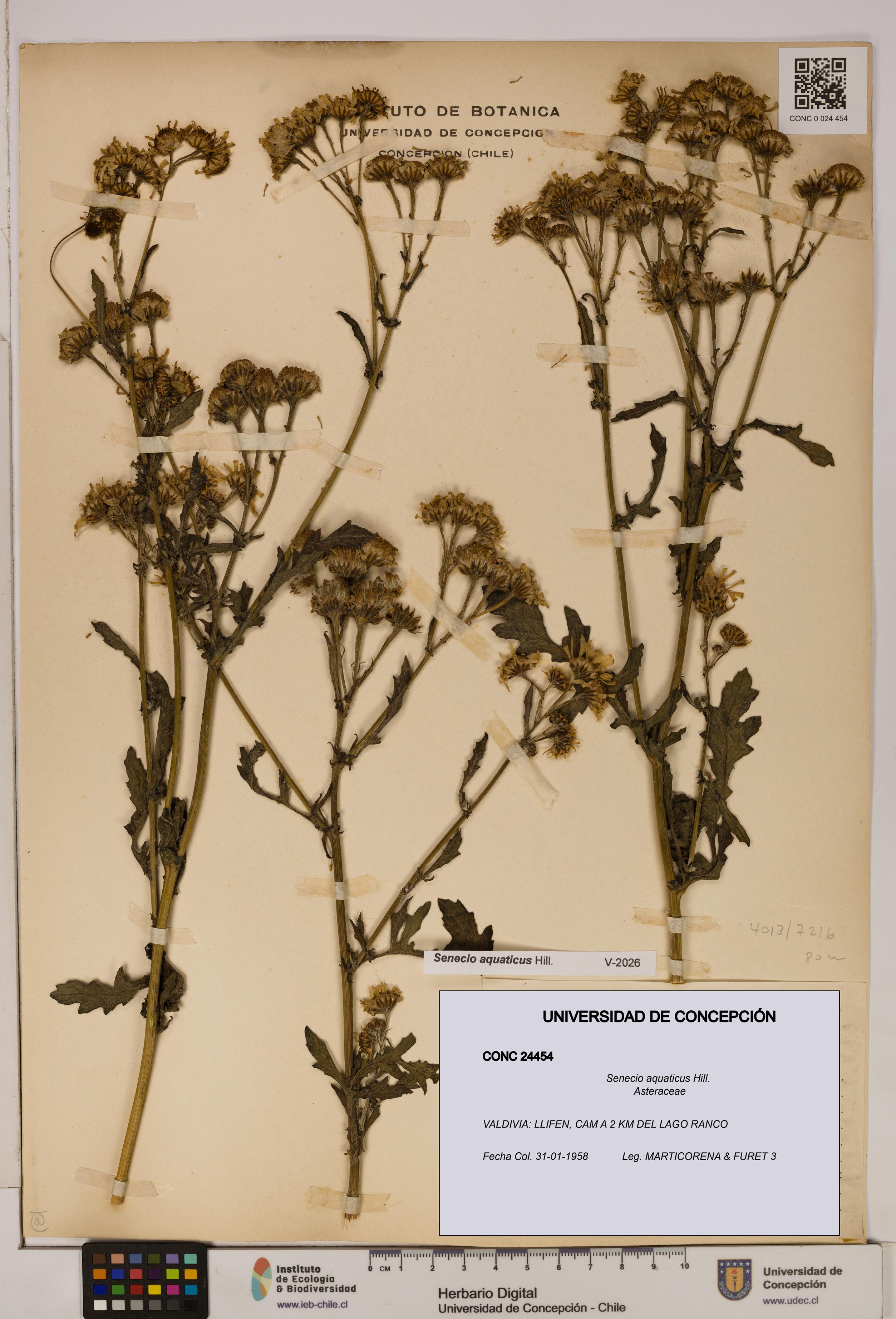 Senecio aquaticus [Espécimen: UDEC:CONC:0024454]