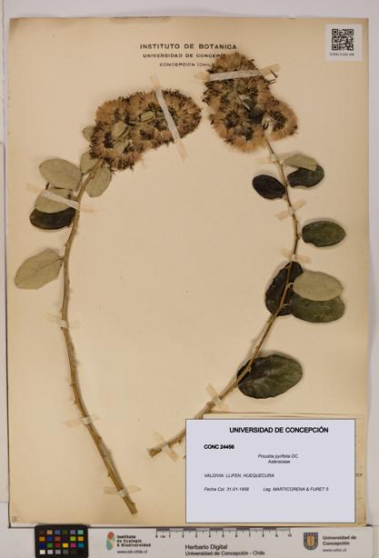 Proustia pyrifolia [Espécimen: UDEC:CONC:0024456]