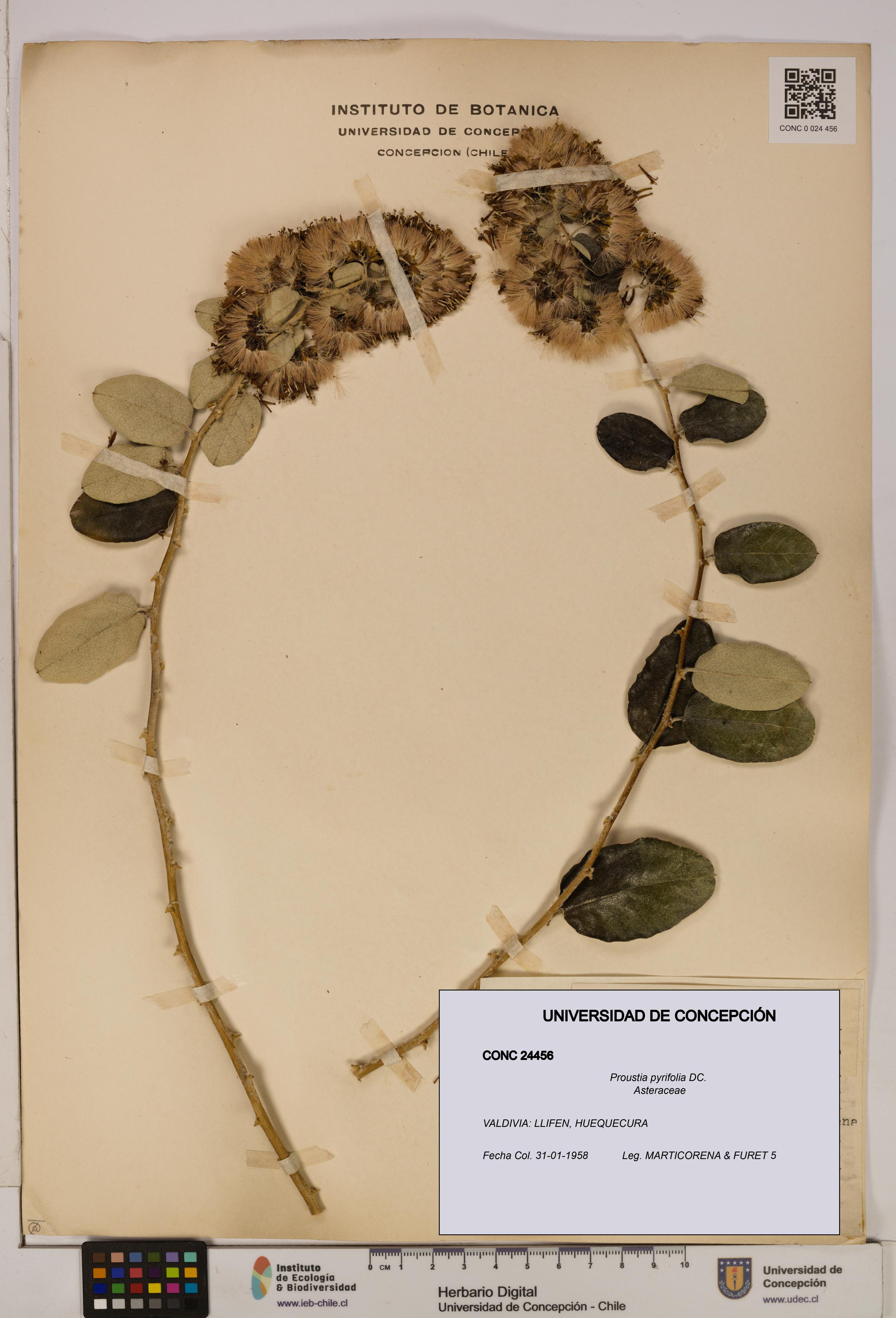 Proustia pyrifolia [Espécimen: UDEC:CONC:0024456]