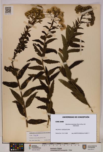 Baccharis racemosa [Espécimen: UDEC:CONC:0024458]