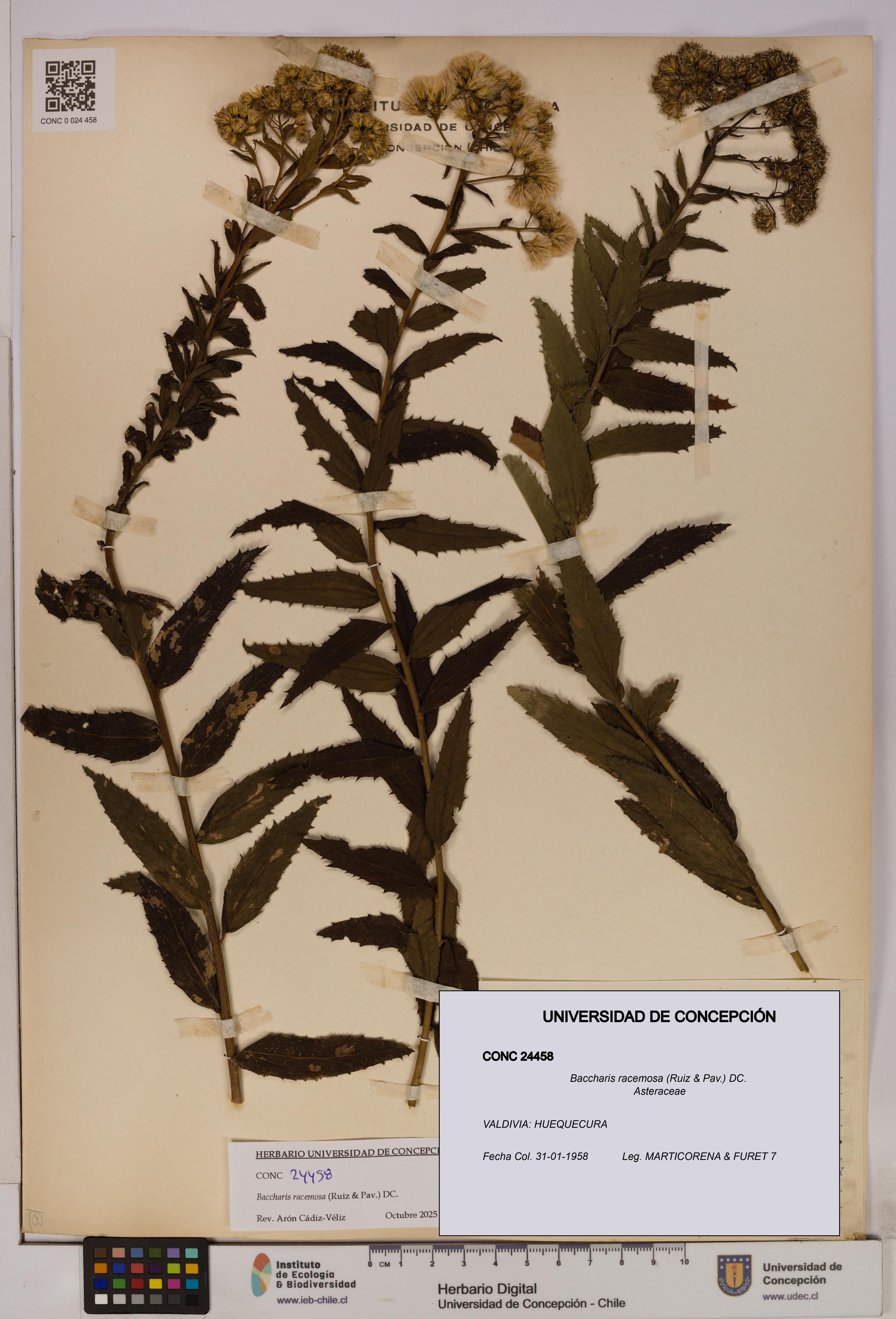Baccharis racemosa [Espécimen: UDEC:CONC:0024458]