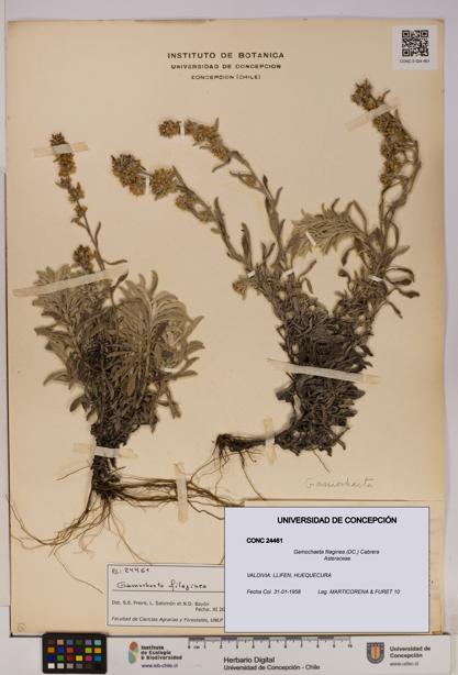 Gamochaeta filaginea [Espécimen: UDEC:CONC:0024461]