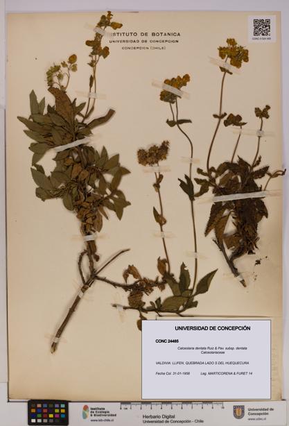 Calceolaria dentata subsp. dentata [Espécimen: UDEC:CONC:0024465]