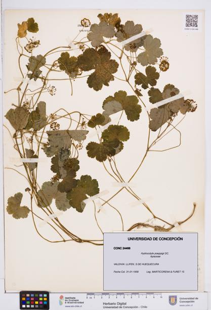 Hydrocotyle poeppigii [Espécimen: ]