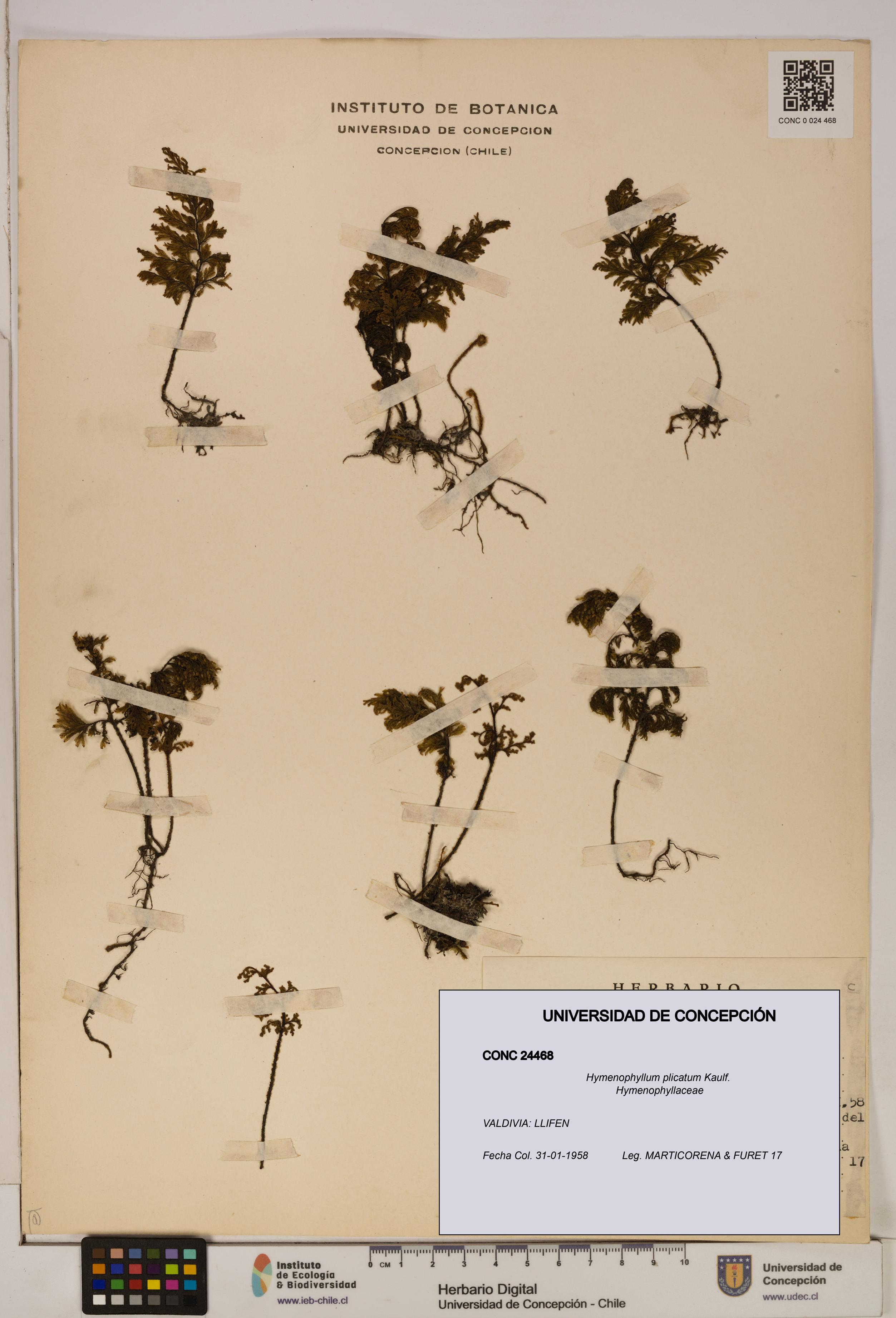 Hymenophyllum plicatum [Espécimen: ]