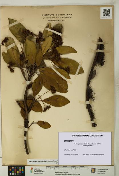 Hydrangea serratifolia [Espécimen: UDEC:CONC:0024478]