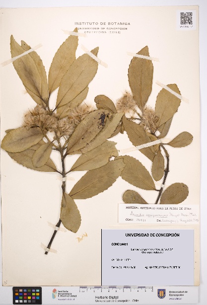 Laurelia sempervirens [Espécimen: UDEC:CONC:0024481]