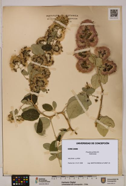 Proustia pyrifolia [Espécimen: UDEC:CONC:0024484]
