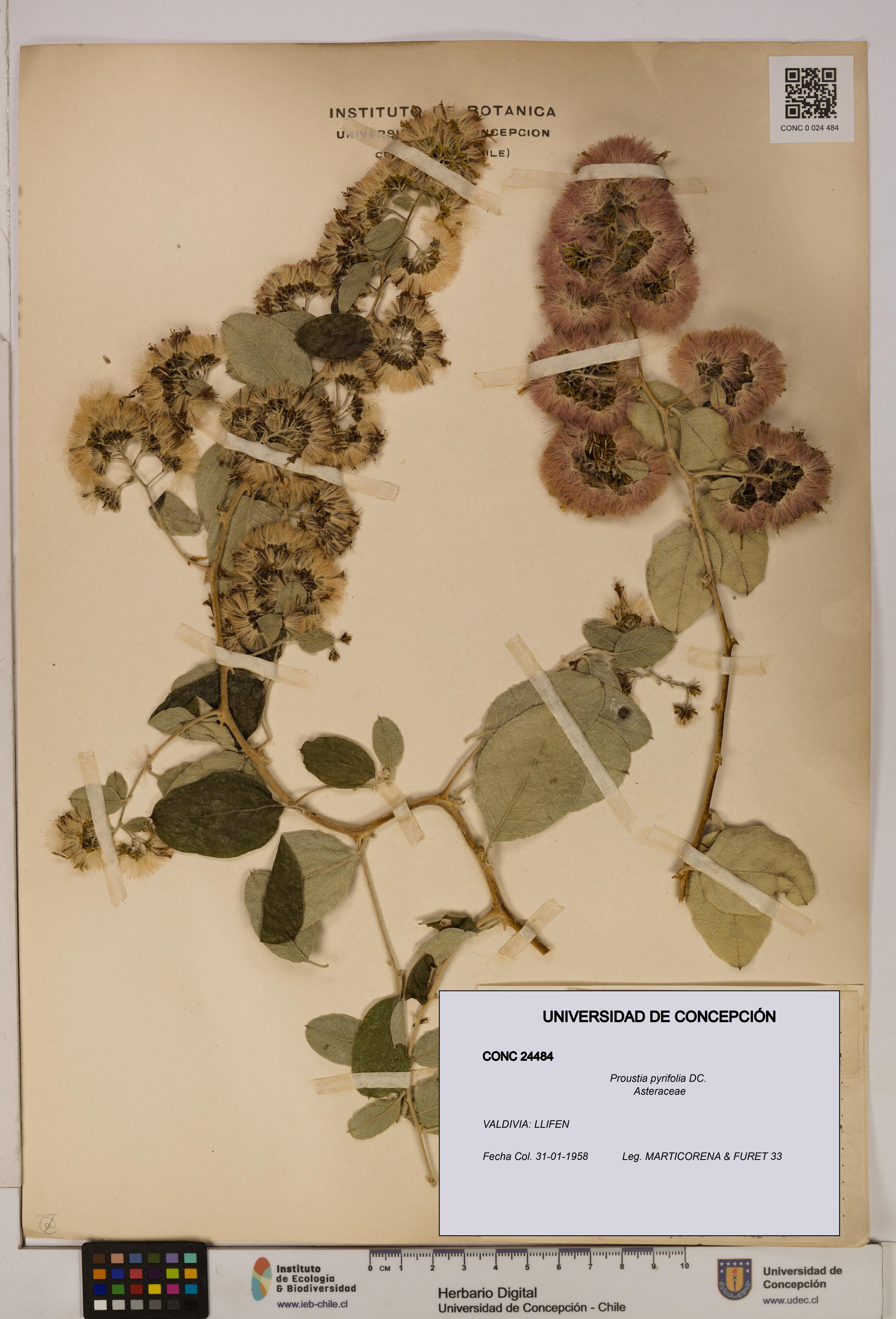Proustia pyrifolia [Espécimen: UDEC:CONC:0024484]
