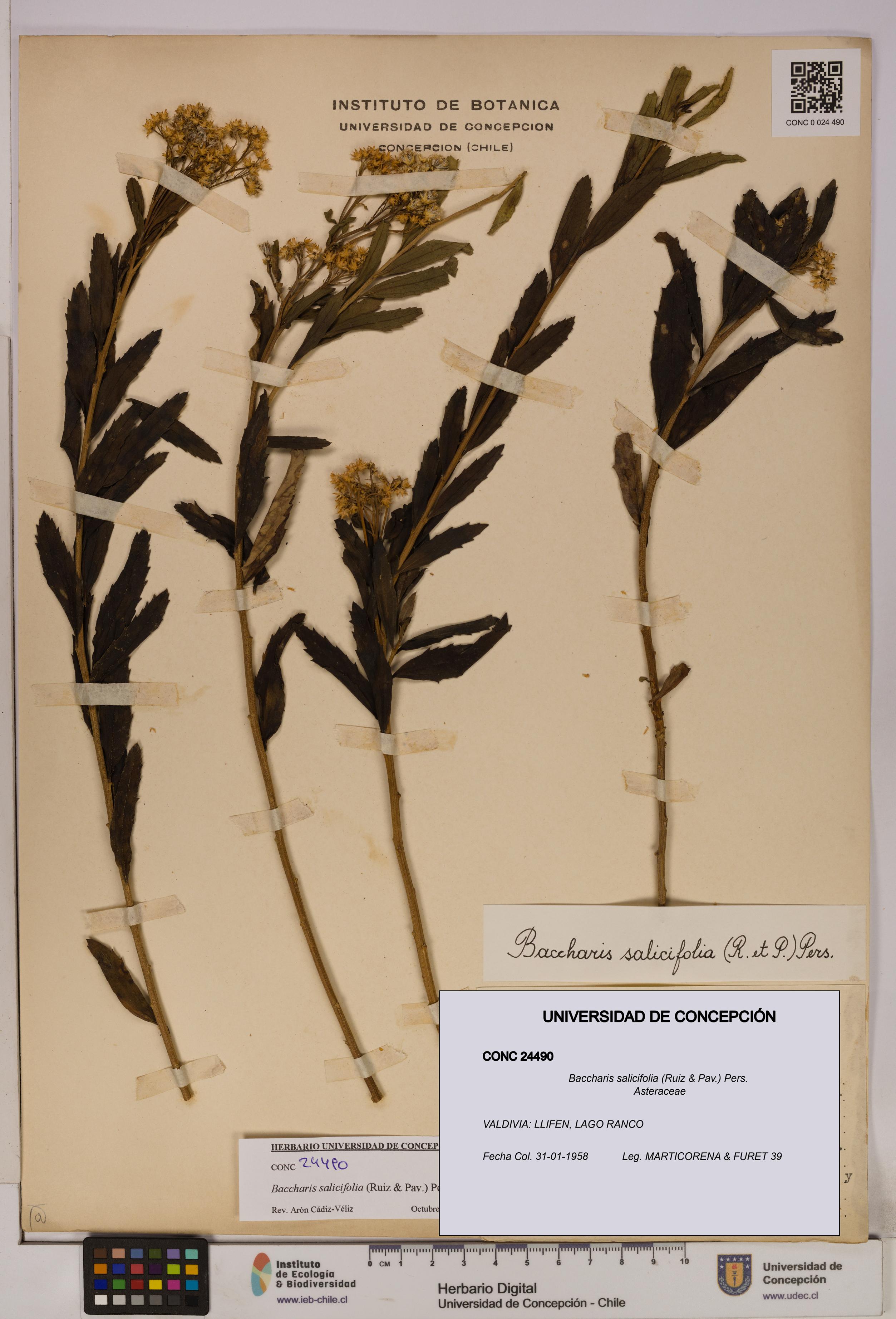Baccharis salicifolia [Espécimen: UDEC:CONC:0024490]