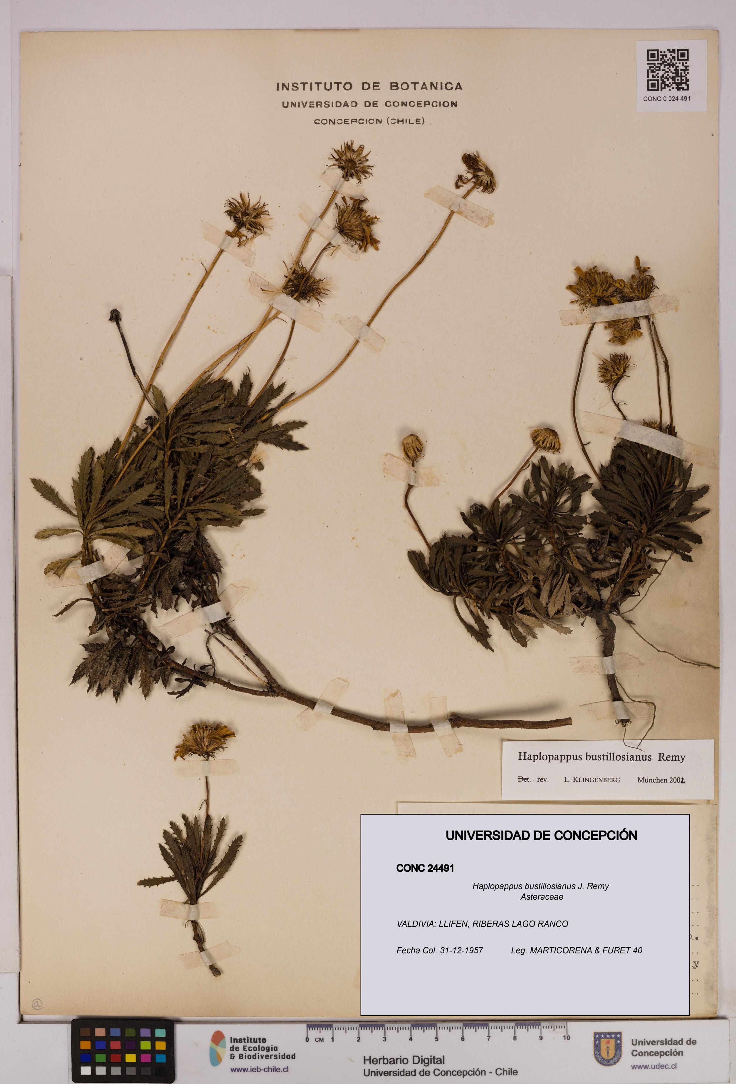 Haplopappus bustillosianus [Espécimen: UDEC:CONC:0024491]