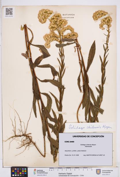 Solidago chilensis [Espécimen: ]