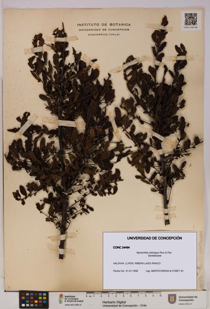 Myoschilos oblongus [Espécimen: UDEC:CONC:0024494]