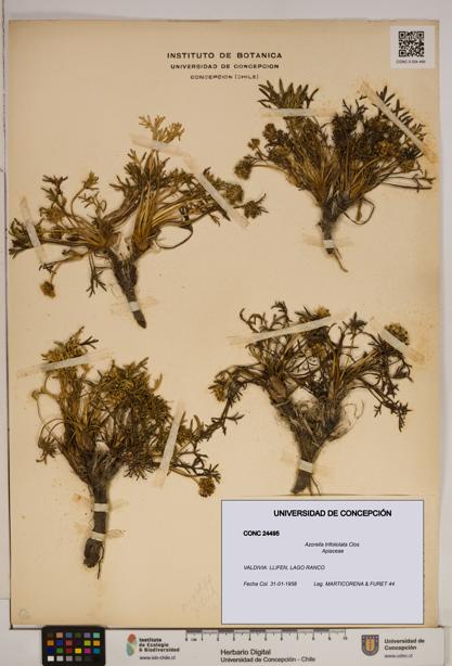 Azorella trifoliolata [Espécimen: ]